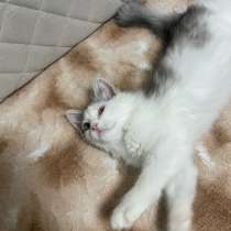 Кошечка в добрые руки, в Красноармейске