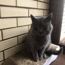 Пристраиваем кота, в Ижевске