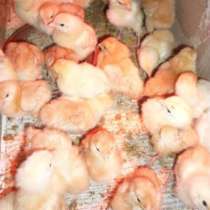 Цыплята породистых кур, в Екатеринбурге