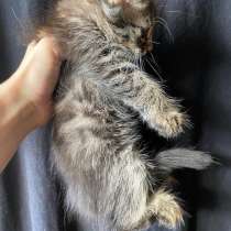 Отдам котят бесплатно, в Самаре