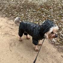 Одежда для собак, в Саранске