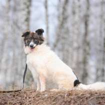 Пушистая красавица Электра ищет семью, в Москве