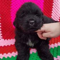 Ньюфаундленды красивенные щеночки в продаже !!!, в Москве