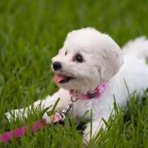 Бишон фризе Новокузнецке, в Новокузнецке