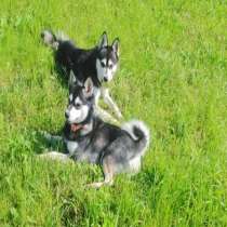 Щенки Кли Кай (миниатюрная хаски), в Москве