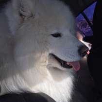 Самоеды вязка и щенки на продажу, в Переславле-Залесском