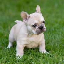 Французский бульдог Смоленск, в Смоленске
