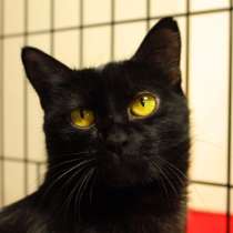 Общительная Кристи ищет хозяев, в Москве