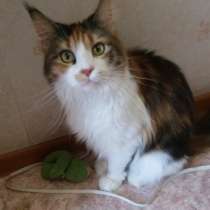 Породистая кошка Мейн-Кун в связи с отъездом, в Челябинске