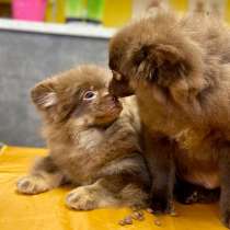 Шоколадные шпицы, в Москве