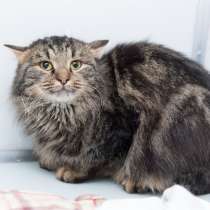 Самый крупный кот Элджей, в Москве