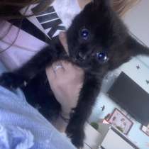 Потерянный котенок, в Ангарске