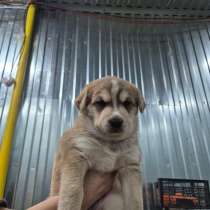 Щенки в добрые руки, в Саратове