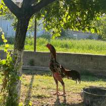 Бойцовая птица, в Грозном