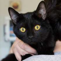 Отдам даром Кот Томас 7 мес, в хорошие руки., в Санкт-Петербурге