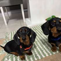 Щенята стандартной таксы, в Москве