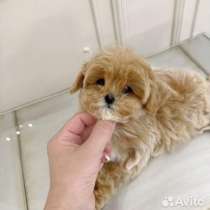 Мальтипу F1 девочка щенок, в Москве