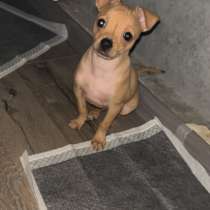 Щенок, в Смоленске