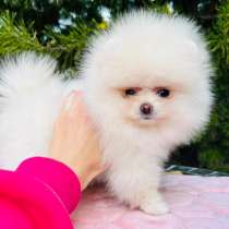 Пом. шпиц. Девочка. Мини формат, в г.Магдебург