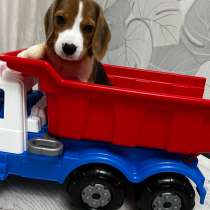 Щенок Бигль, в Челябинске