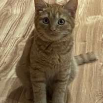 Котенок, в Тимашевске