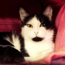 Нежная Масильда ищет новый дом, в Москве