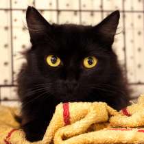 Ласковая Багира ищет сердечного друга, в Москве