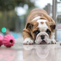Щенки аглийского бульдога, в Санкт-Петербурге