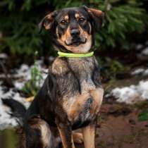 Молодой счастливчик Бенджамин ищет хозяев!, в Москве