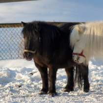 Пони и лошади на заказ, в Екатеринбурге