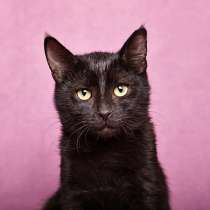Ласковый и игривый черный котенок-подросток Степа в дар, в г.Москва