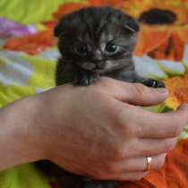 Шотландский вислоухий котенок, в г.Гомель