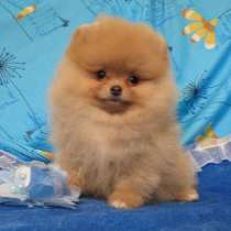 Очаровательные Щеночки Шпица, в Владимире