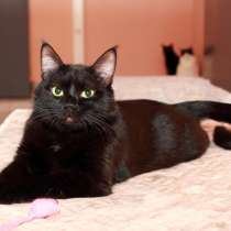 Кошка в добрые руки. Шанти, леди в черном, в Москве