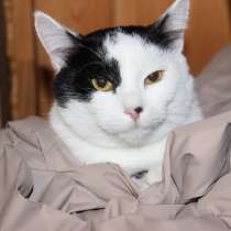 Нежный и абсолютно бесконфликтный парень Симба в дар, в Москве