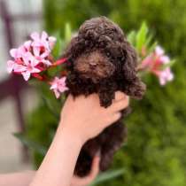 Toy poodle puppies, в г.Анталия