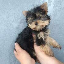 Щенки Йоркширского Терьера, в Самаре