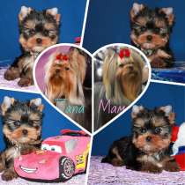 Мальчик йоркширский терьер, мелкий стандарт, в г.Москва