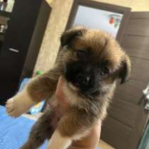 Щенки, в Воронеже