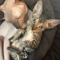 Котята, в Новосибирске