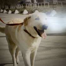 Выгул собак, в Москве