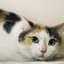 Скромная Лайма ждет своего человека, в Москве