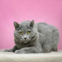Британская кошечка Шерри в дар, в Москве