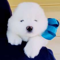 Белоснежные Ми-Ми мишки самоедики)!, в Белгороде