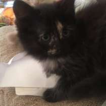 Котята в хорошие руки, в Москве