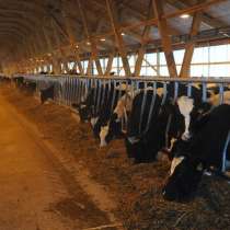Продадим нетелей бычков коров 290 голов, в Набережных Челнах