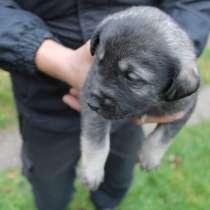 Щенки в добрые руки, в Москве