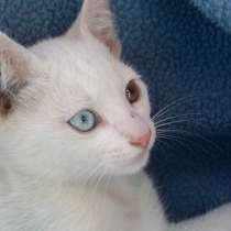 Белый котик с разноцветными глазками, в Чехове