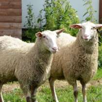 Племенные овцы Восточно-фризкая (Скот из Европы класс Элита), в г.Ереван
