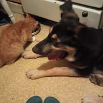 Собака для охраны территории, в Москве